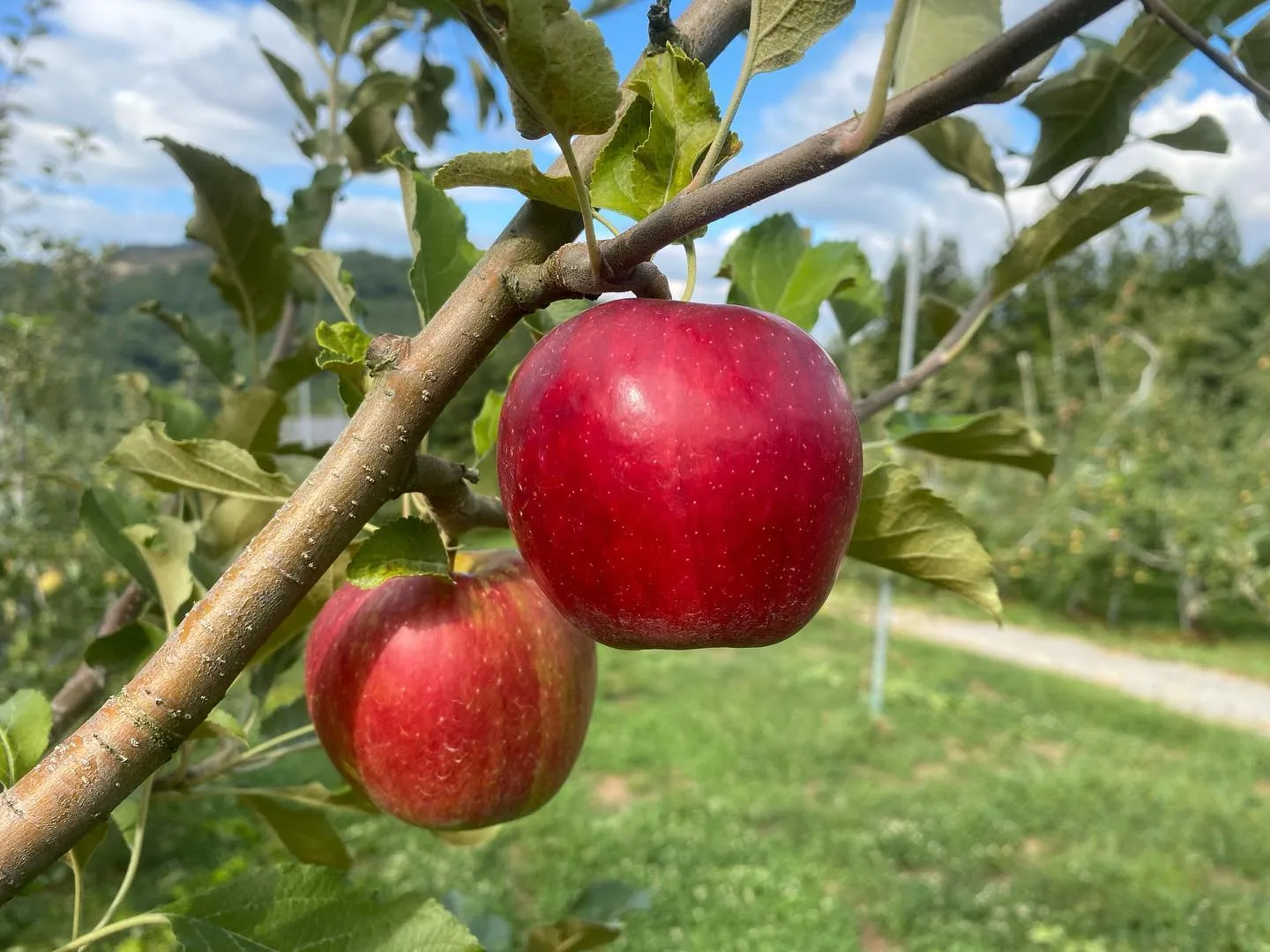 りんごジャムやアップルパイ作りに飛騨りんごの紅玉】 | ブログ | 通販 