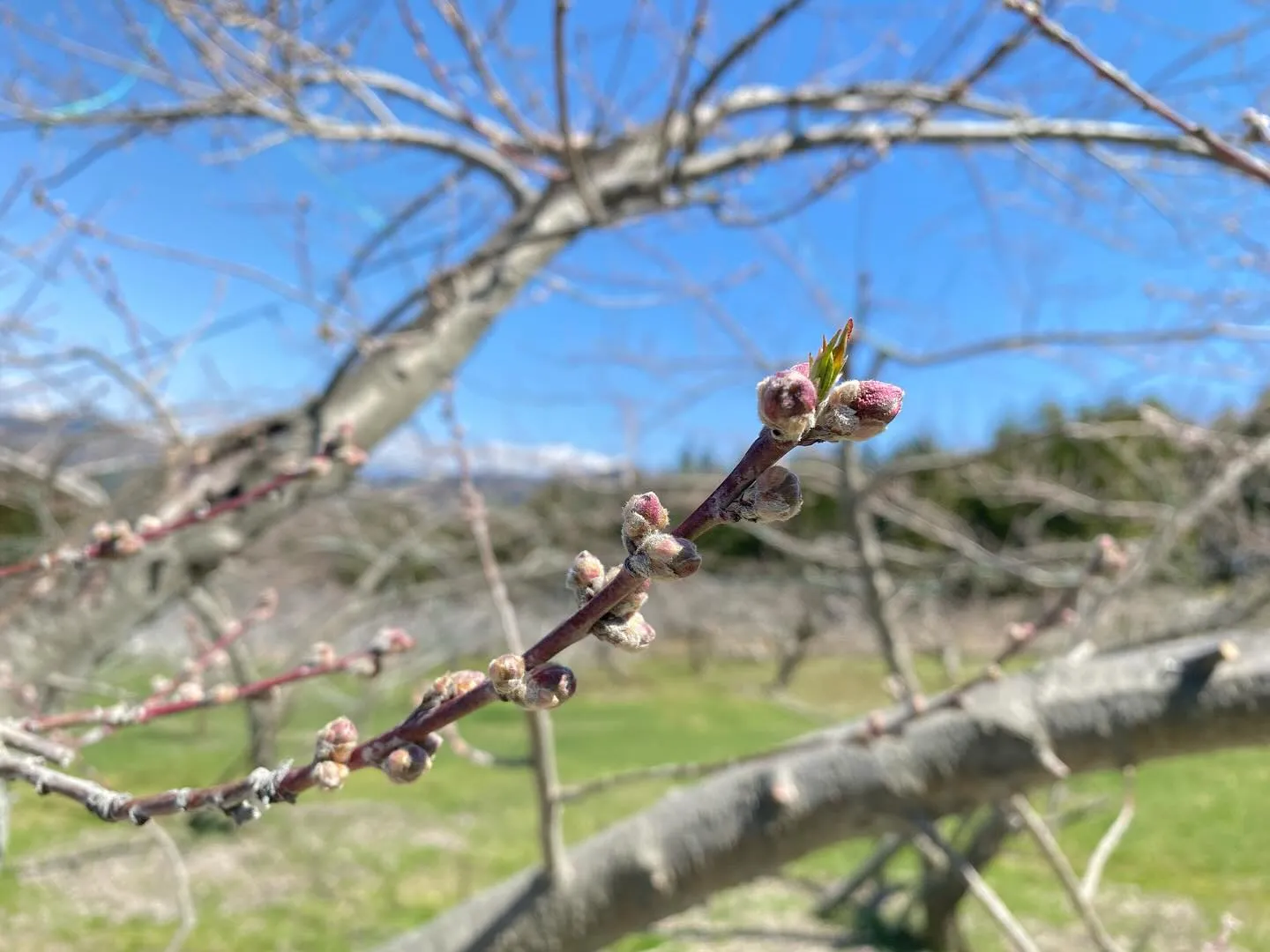 【お取り寄せ】飛騨高山で桃の蕾が膨らんできました