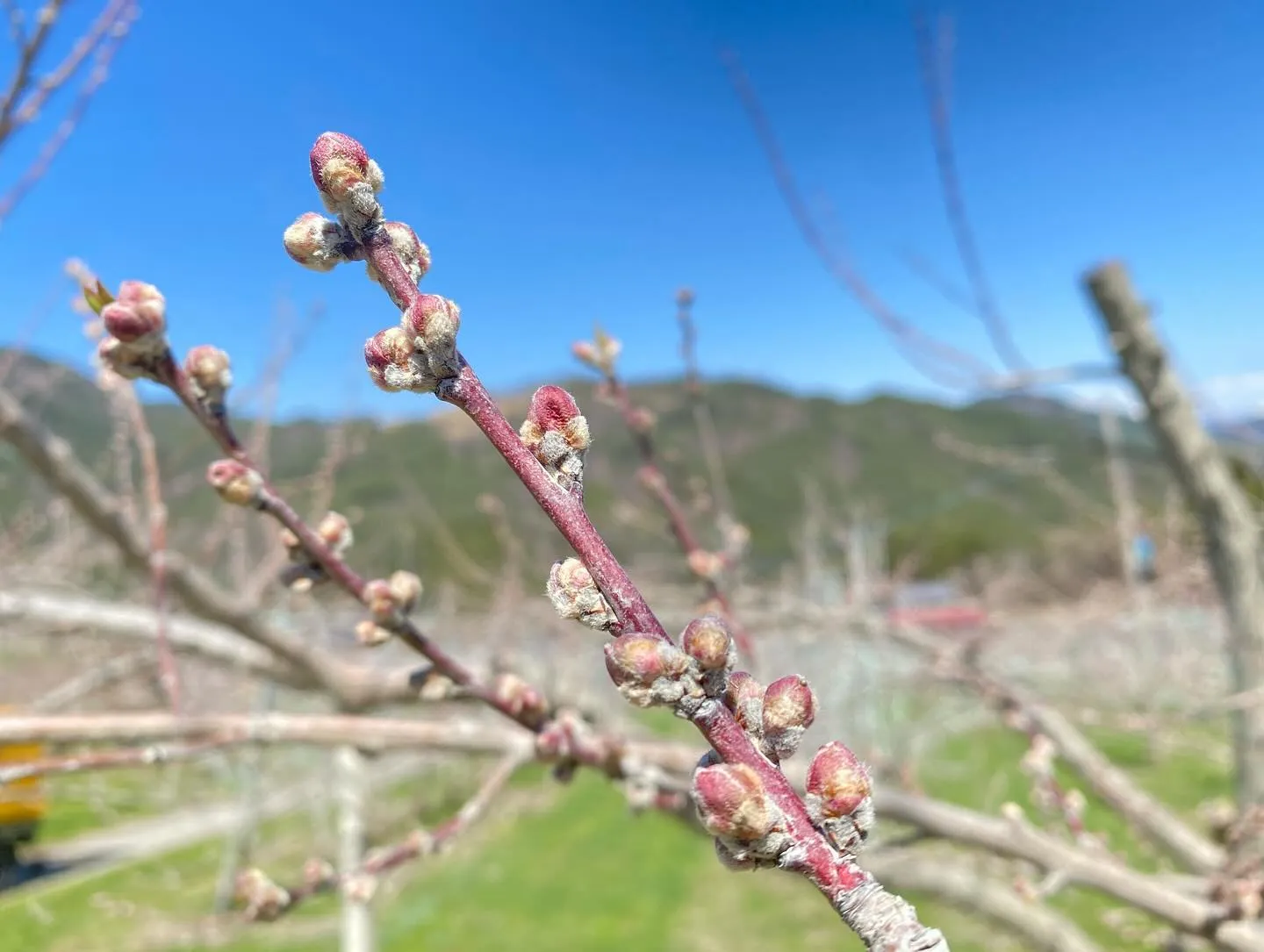 【お取り寄せ】飛騨高山で桃の蕾が膨らんできました