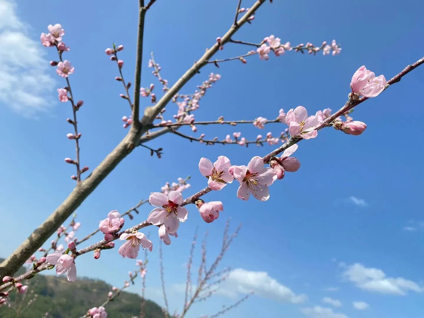 【ギフト】桃の花が咲き始めました