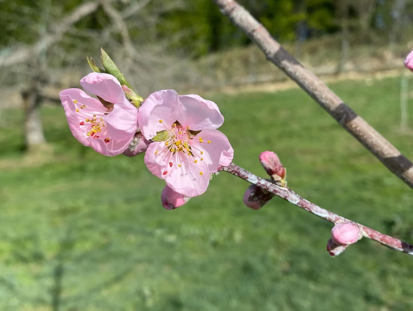 【ギフト】桃の花が咲き始めました