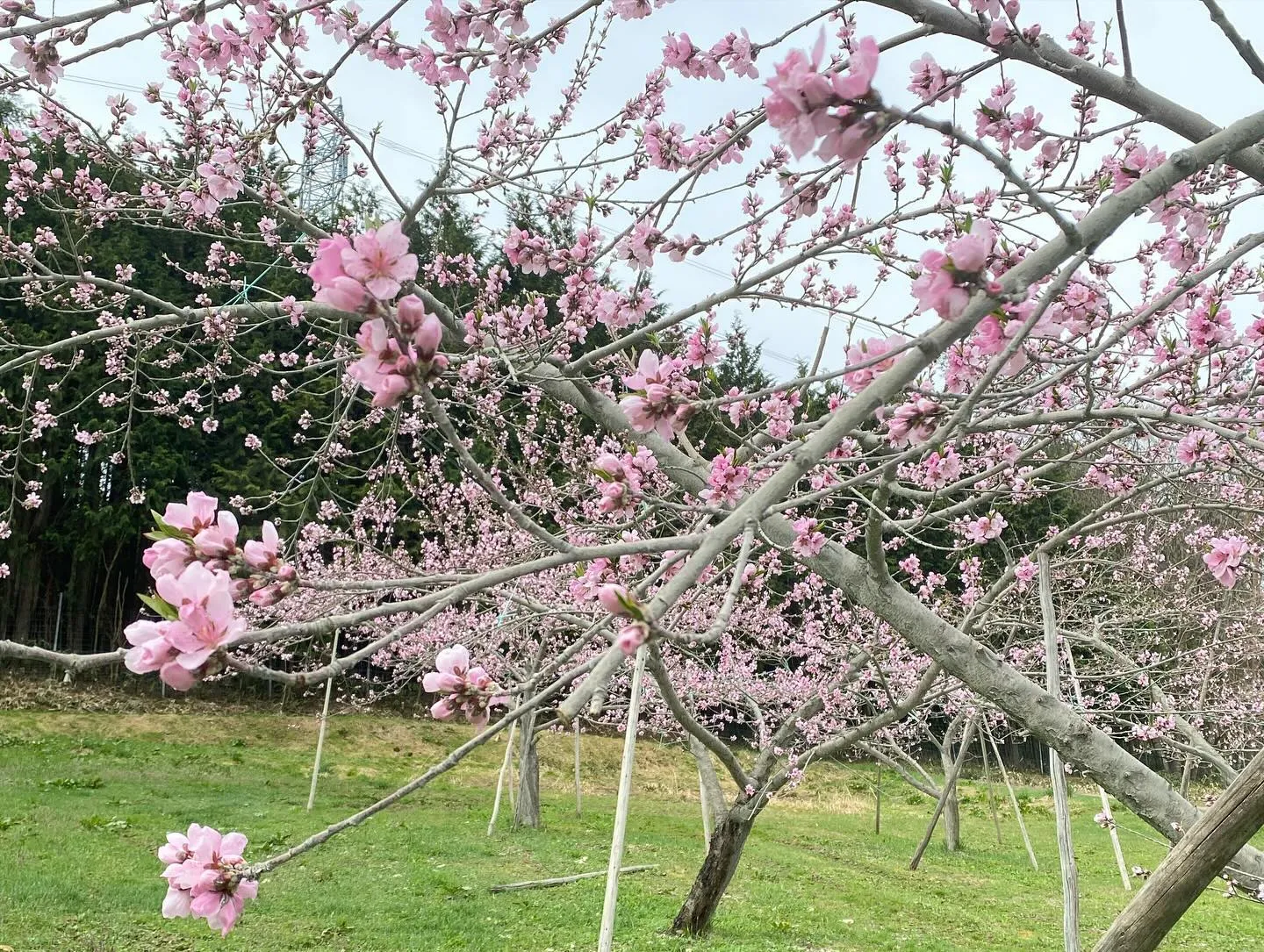 【産地直送】飛騨桃の摘蕾が終わりました！