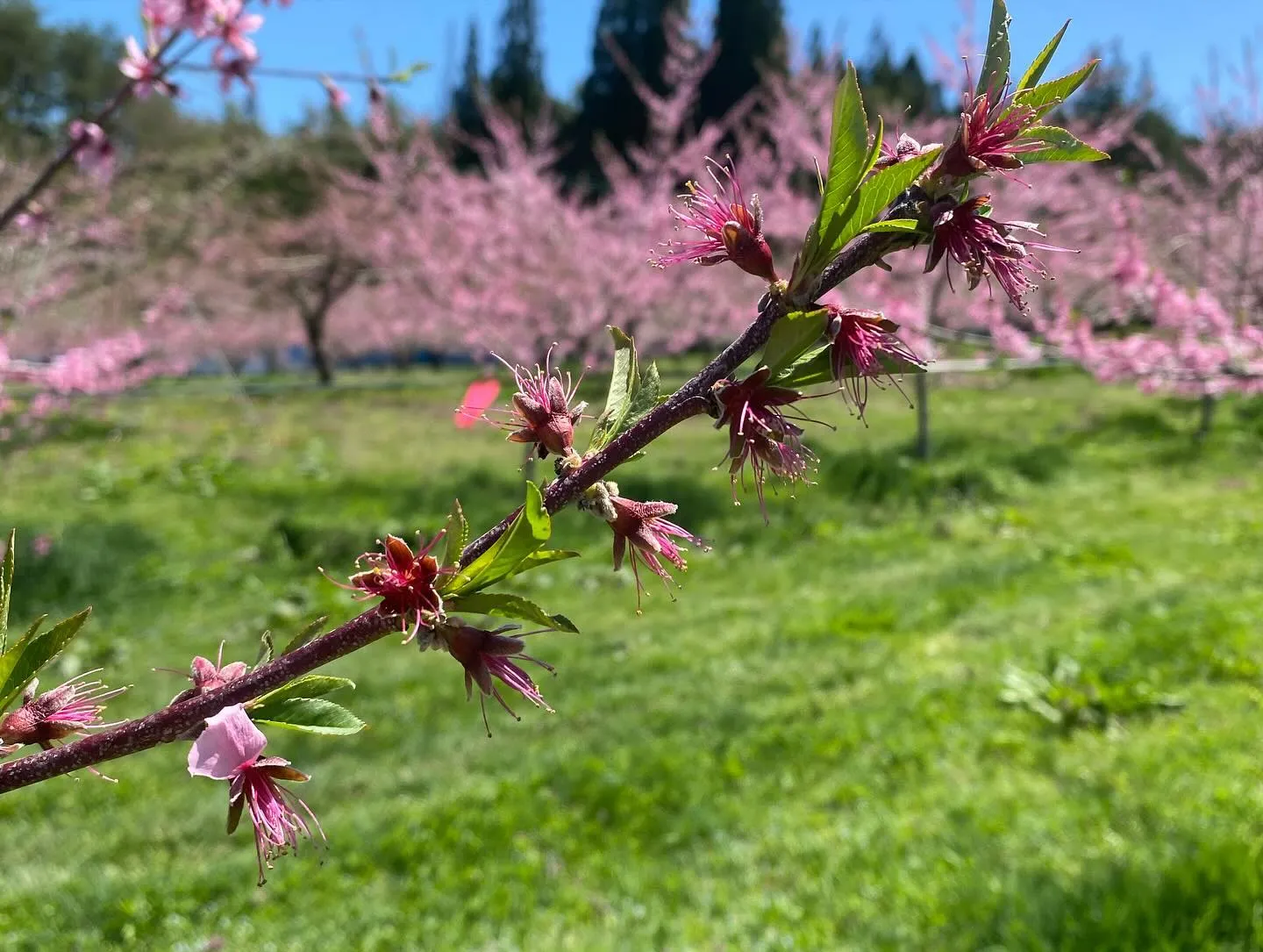 【産地直送】飛騨高山の桃の花も散り始め