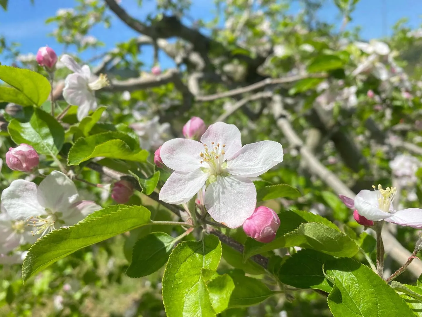 【産地直送】飛騨りんごの花が満開