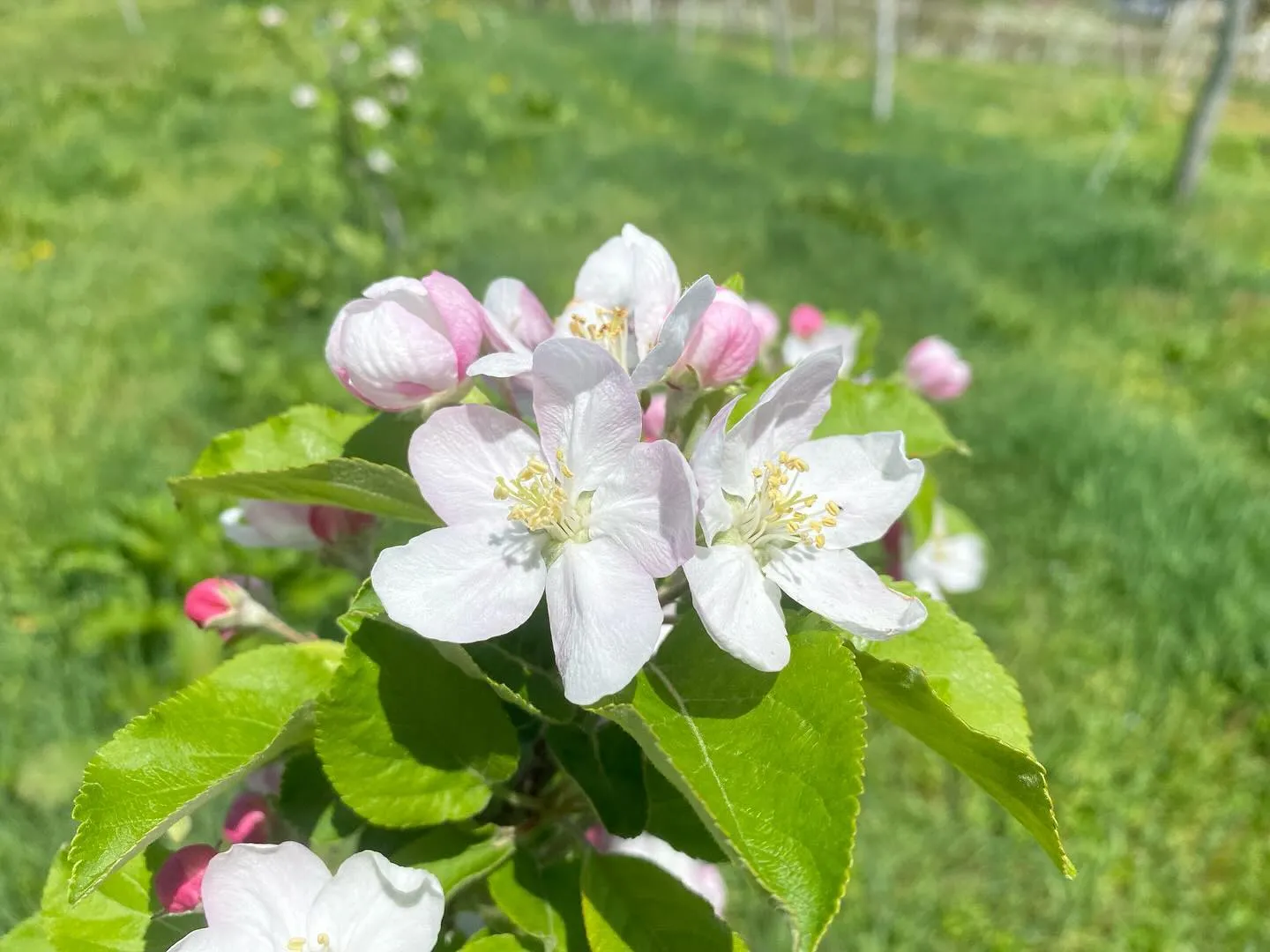 【産地直送】飛騨りんごの花が満開