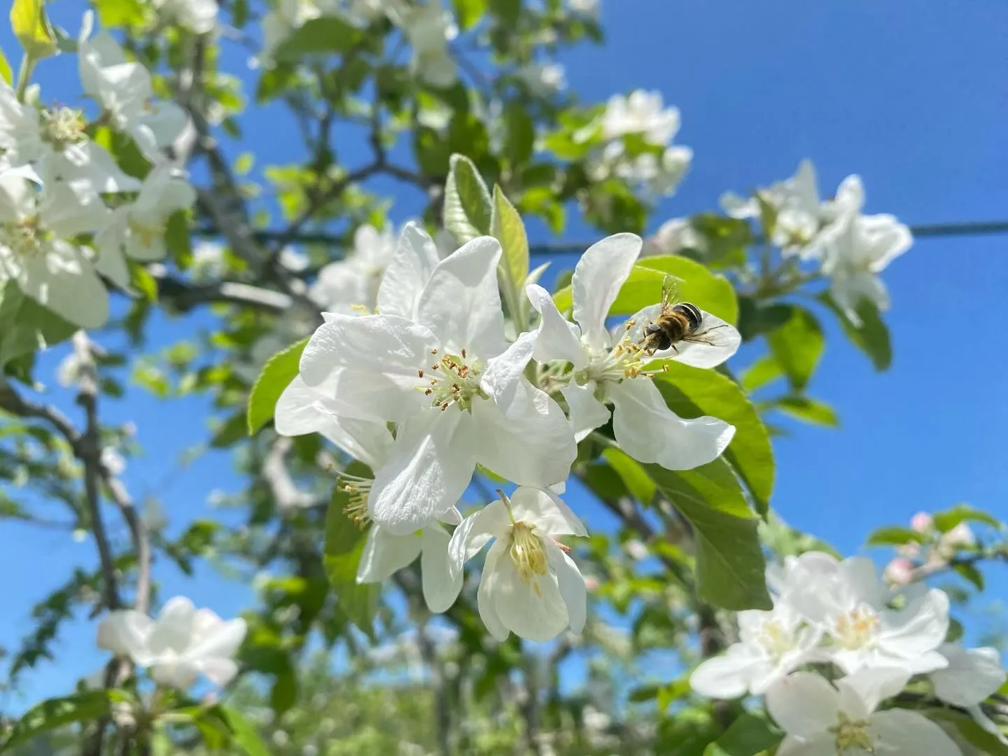 【産地直送】飛騨りんごの花が満開