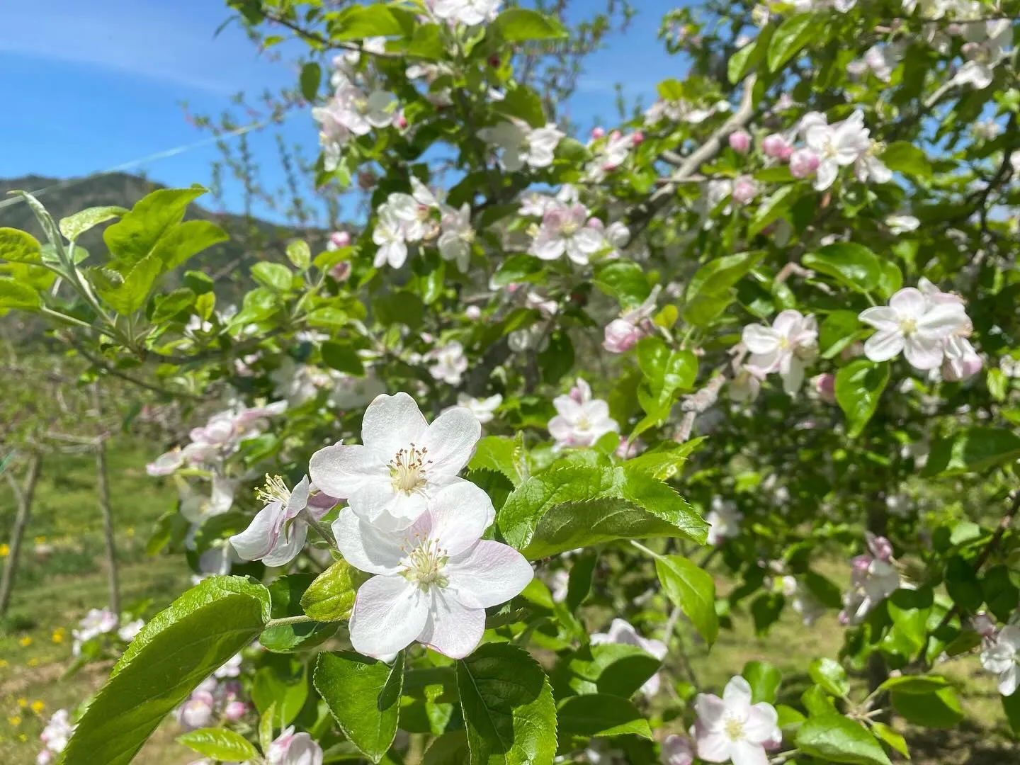 【産地直送】飛騨りんごの花が満開