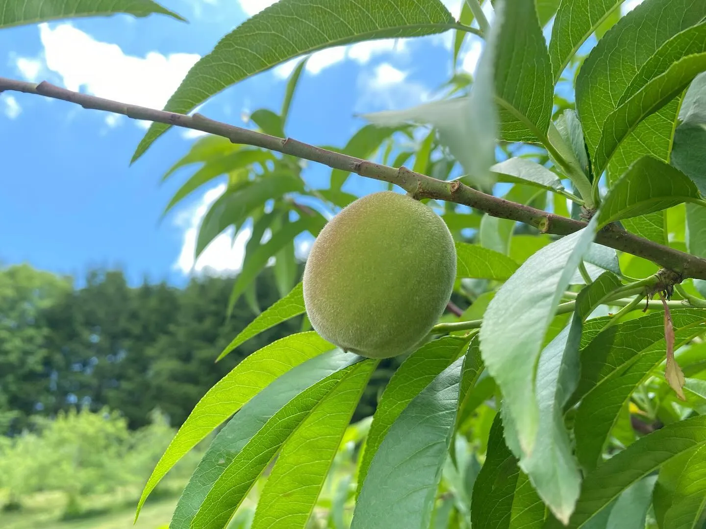 【お中元】飛騨桃すくすく成長中