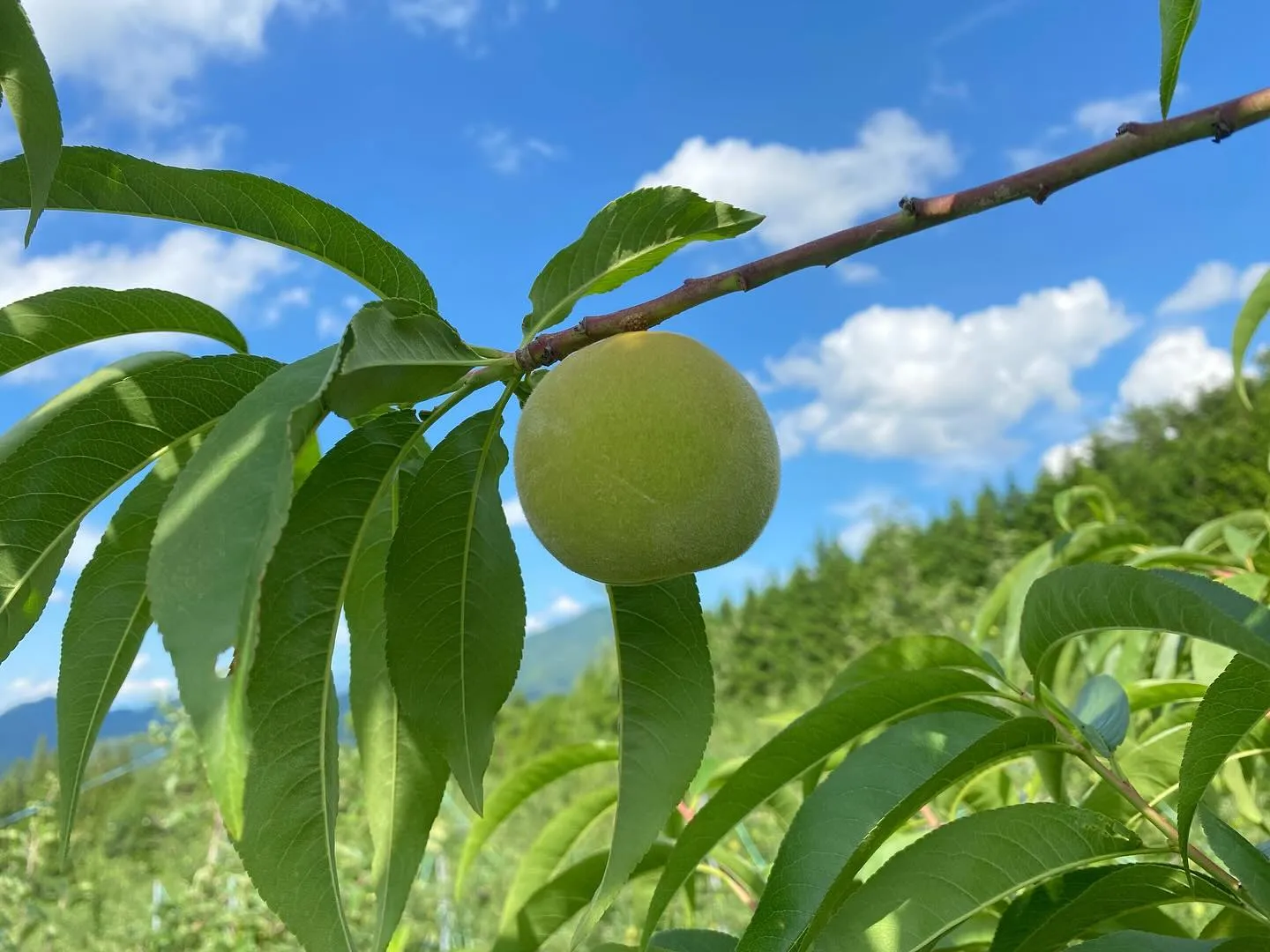 【お中元】飛騨高山で生まれた品種「飛騨おとめ」