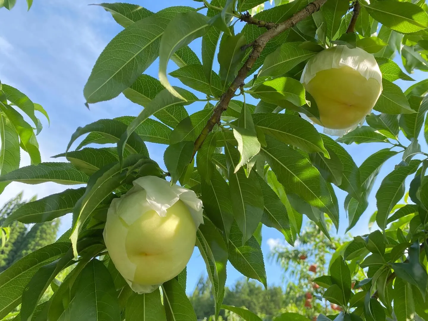 【産地直送】飛騨桃