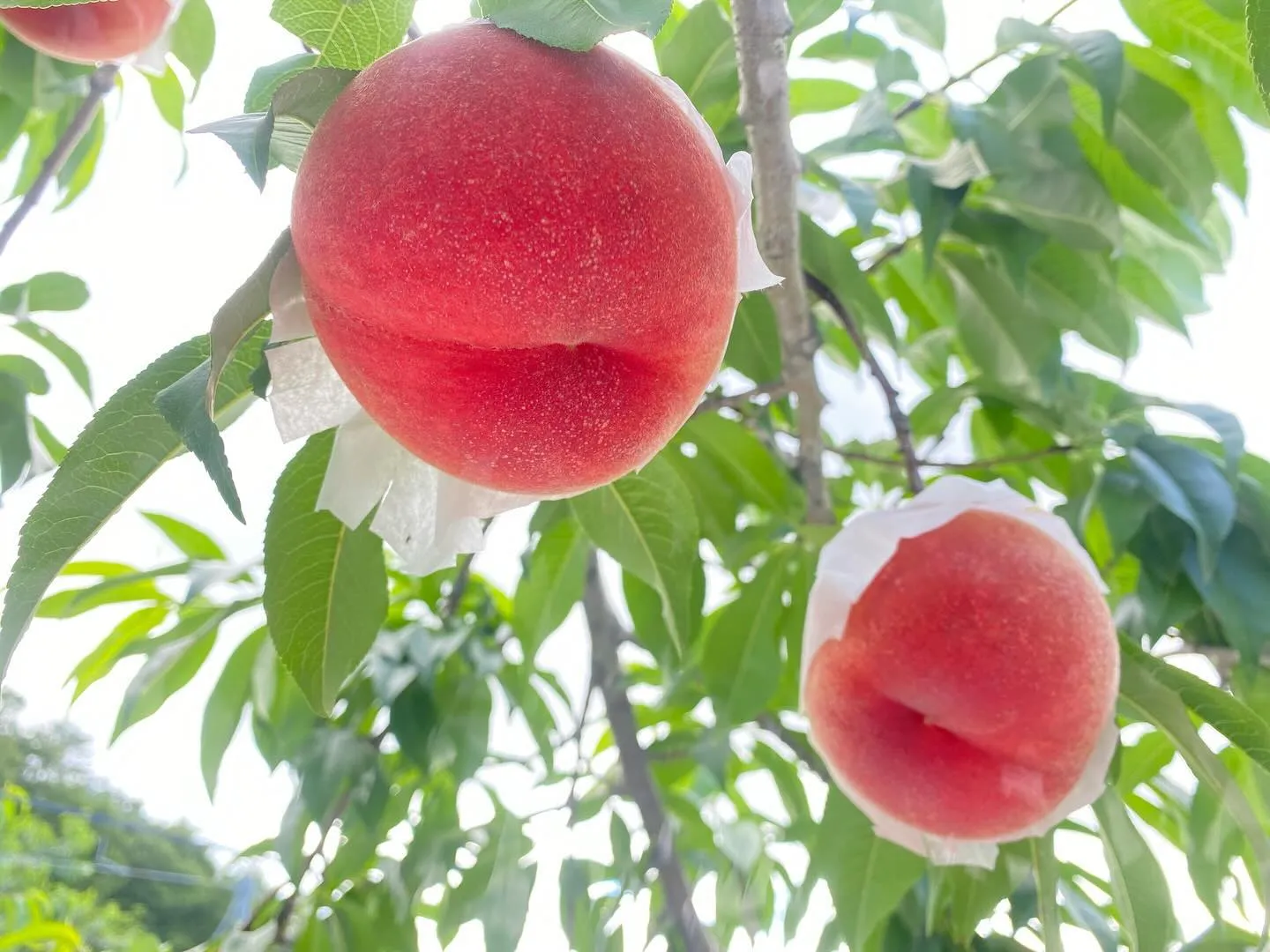 【産地直送】桃の収穫販売スタートします