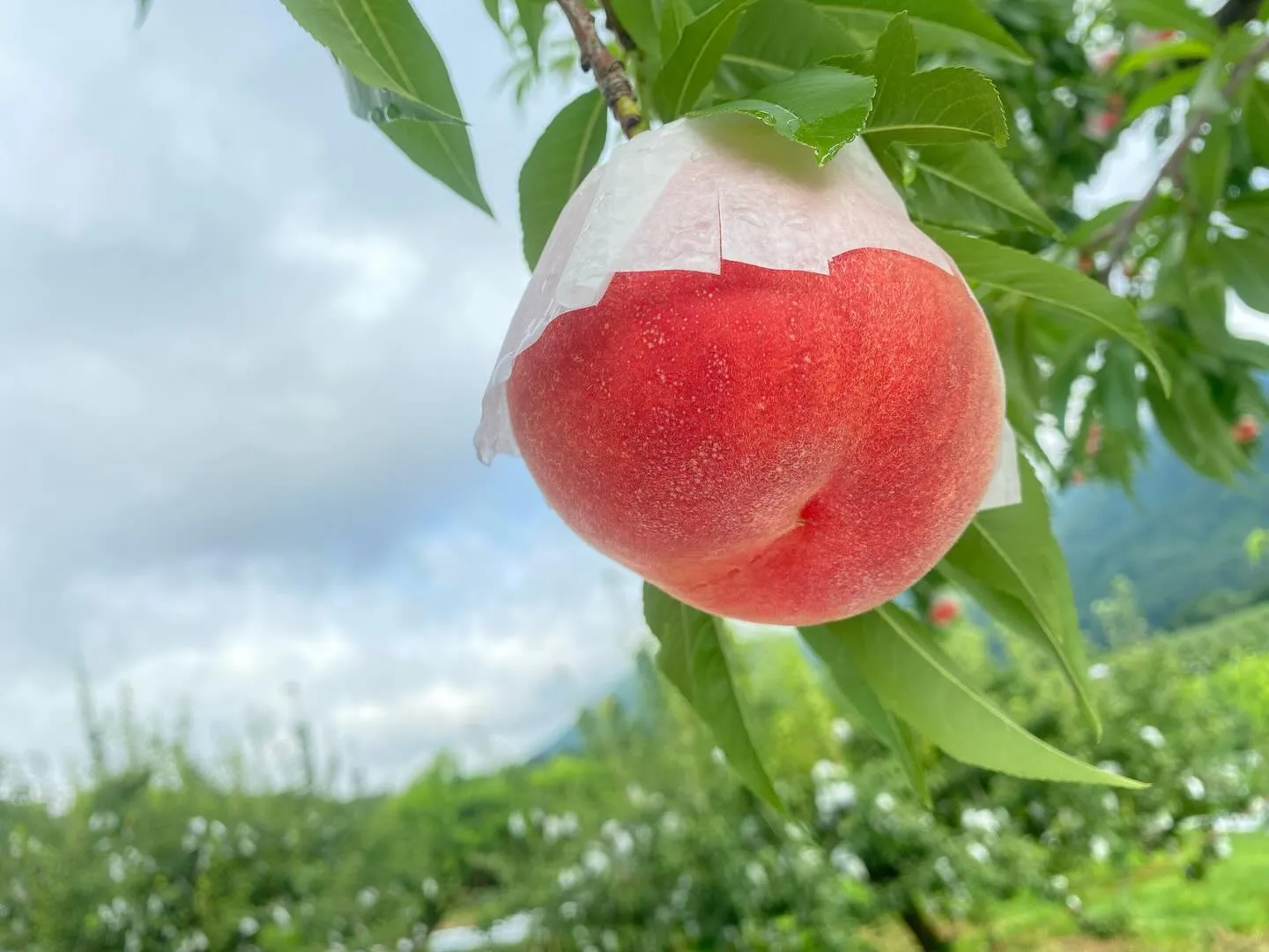 【産地直送】桃の収穫販売スタートします