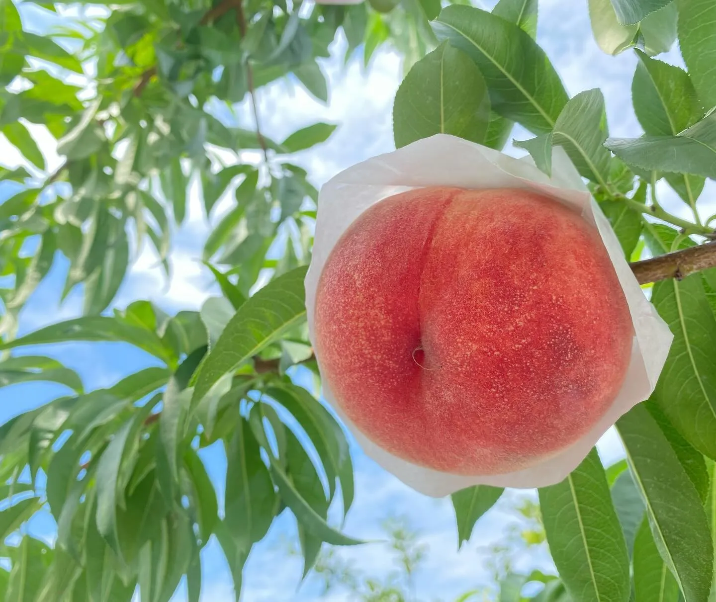 【桃直売所】飛騨おとめの収穫始まります