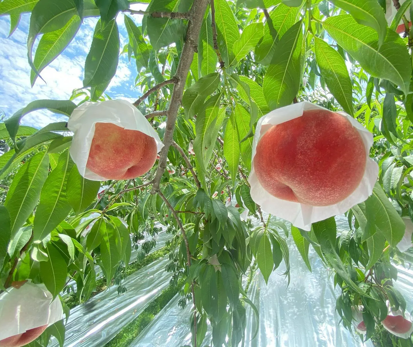 【桃直売所】飛騨おとめの収穫始まります