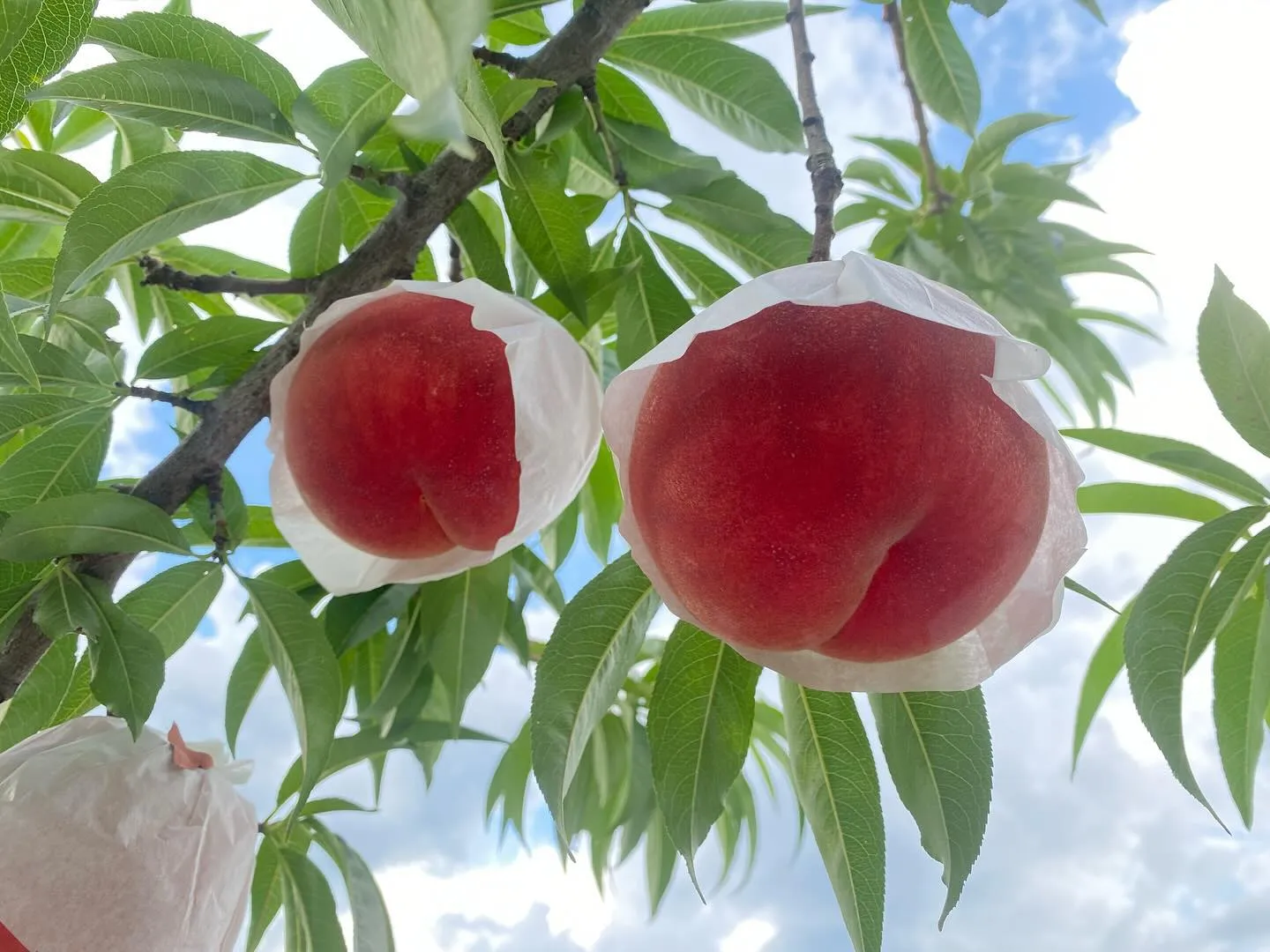 【産地直送】今季最後の桃