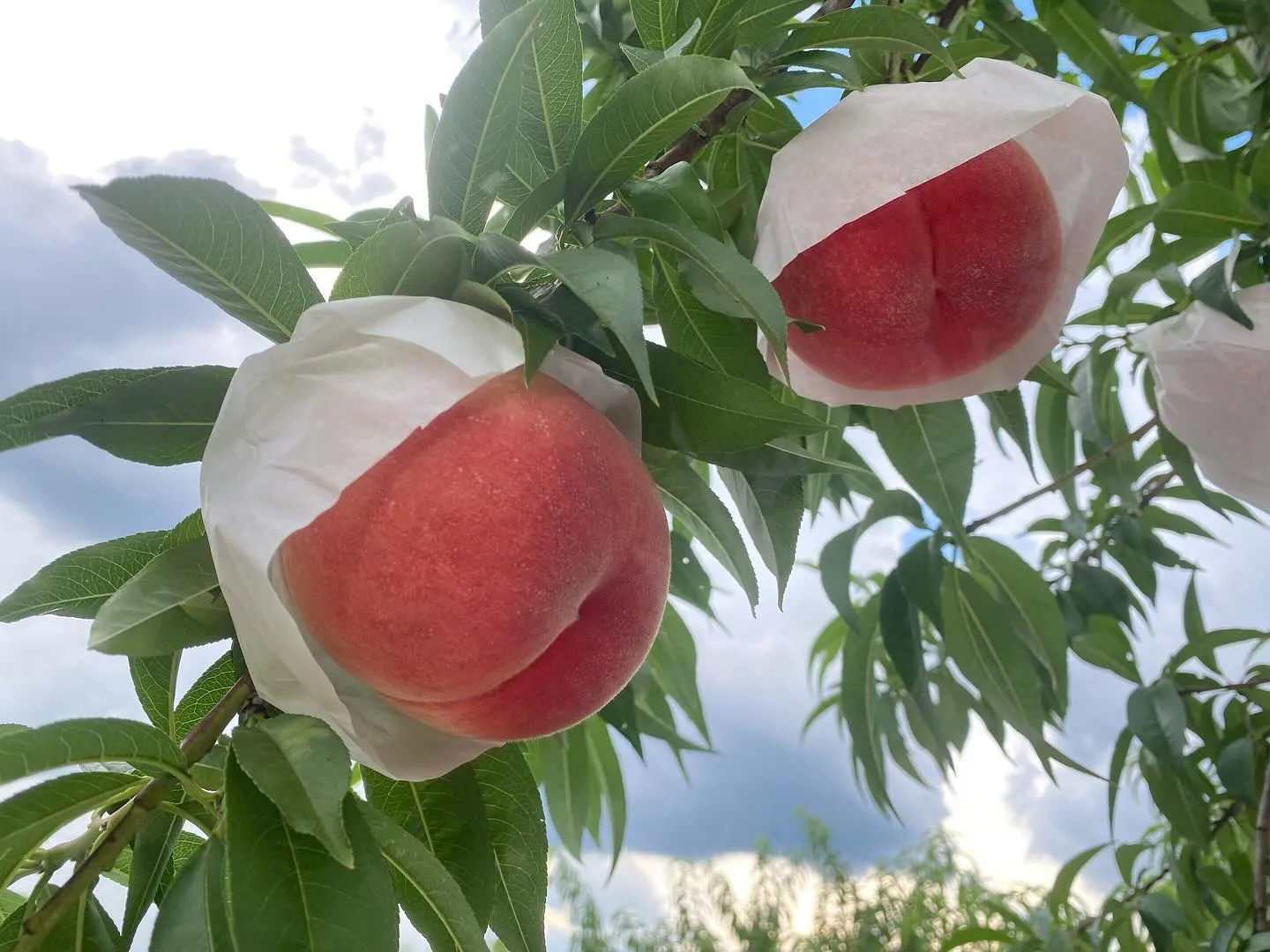 【産地直送】今季最後の桃